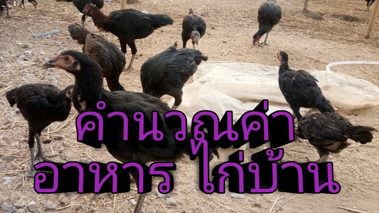 ไก่บ้าน 100 ตัว กินอาหาร 40 บาทต่อวัน เลี้ยงไก่บ้านแบบกึ่งขังกึ่งปล่อย  amazing thailand