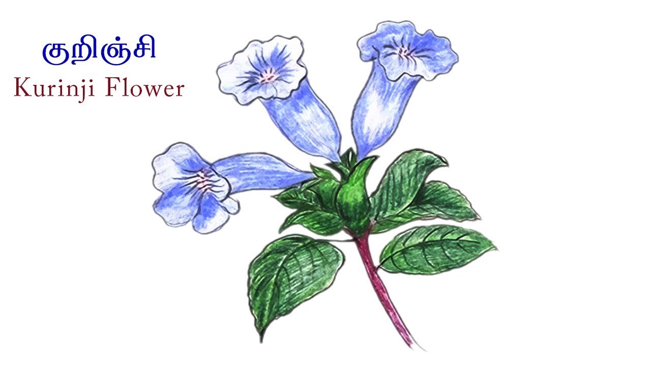 குறிஞ்சி பூ வரைவது எப்படி | Kurinji Flower Drawing
