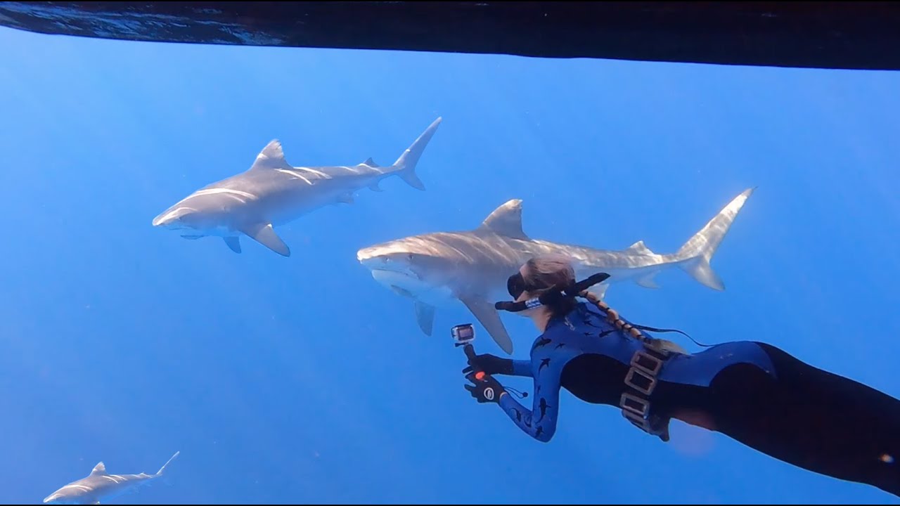 TIGER SHARK, Tuna, and One Ocean Diving // Free Diving Oahu