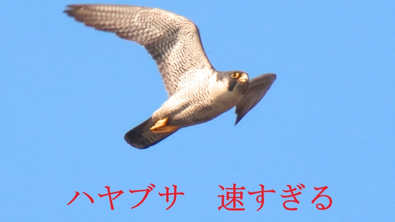 ハヤブサ　速すぎ