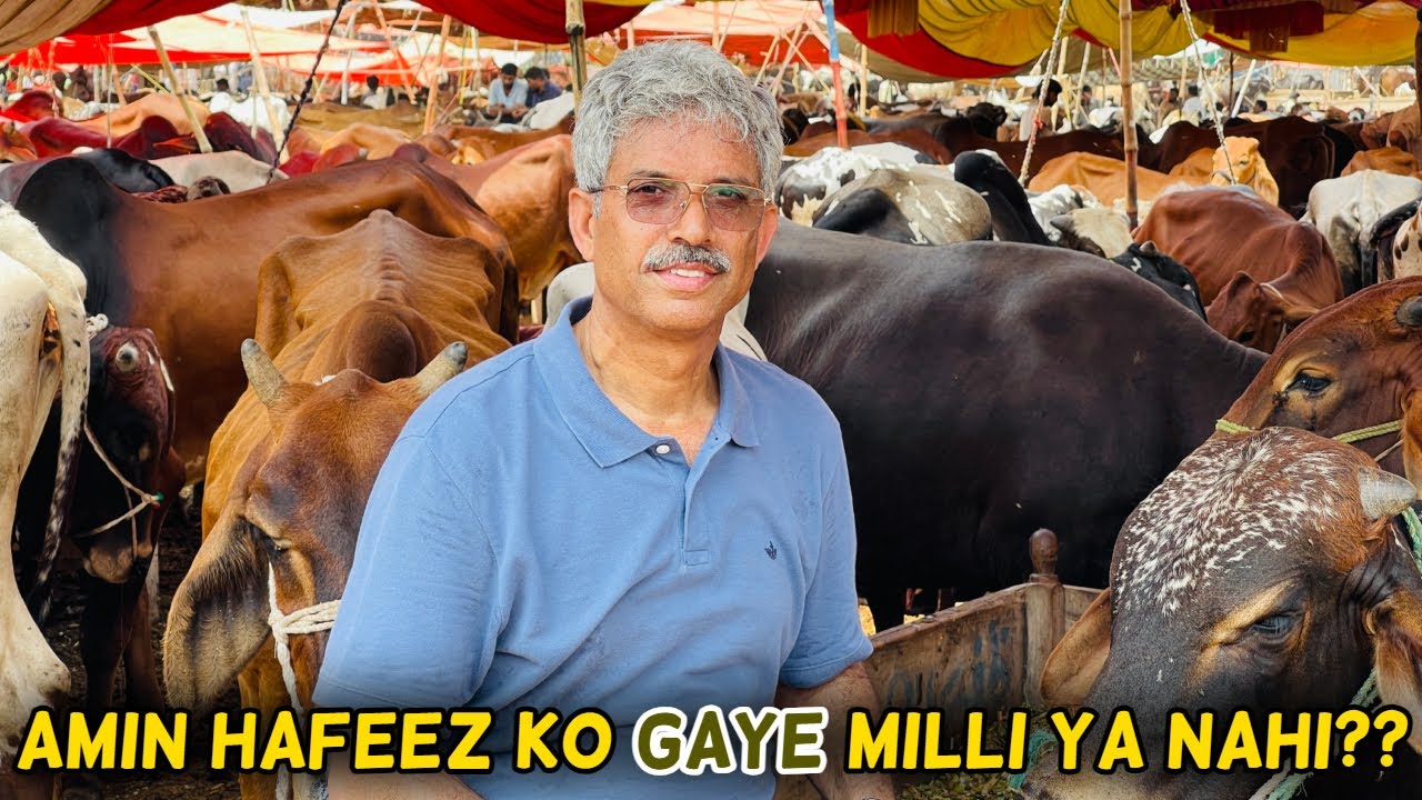 Amin Hafeez Purchasing Gaye for Eid-ul-Adha 2023 (Series 3/5) | Amin Hafeez