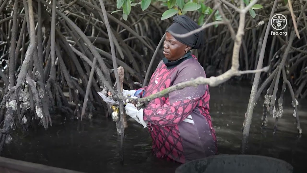 The Gambia – Making more from mangrove oysters