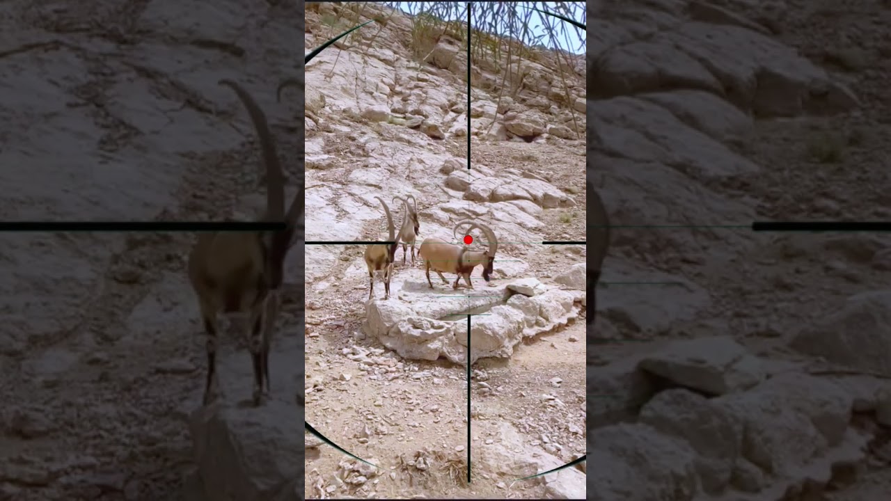 mountain goat hunting | caccia alla capra di montagna | chasse &agrave; la ch&egrave;vre de montagne