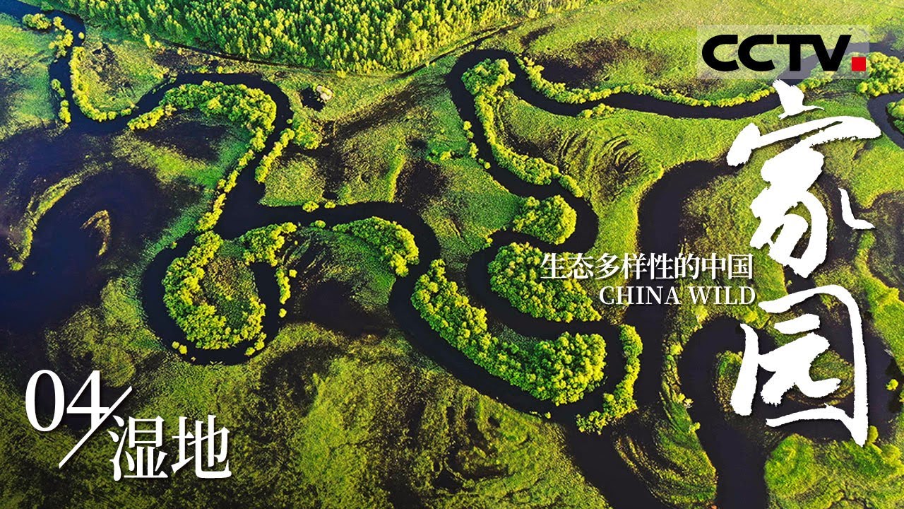 《家园&middot;生态多样性的中国》04 湿地：中国湿地 滋养生命的摇篮 与万物共生共荣！【CCTV纪录】