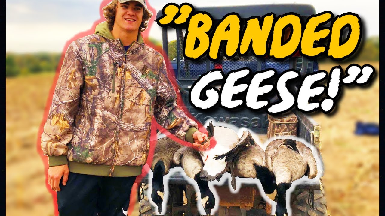 MY FIRST GOOSE WAS BANDED!!!
