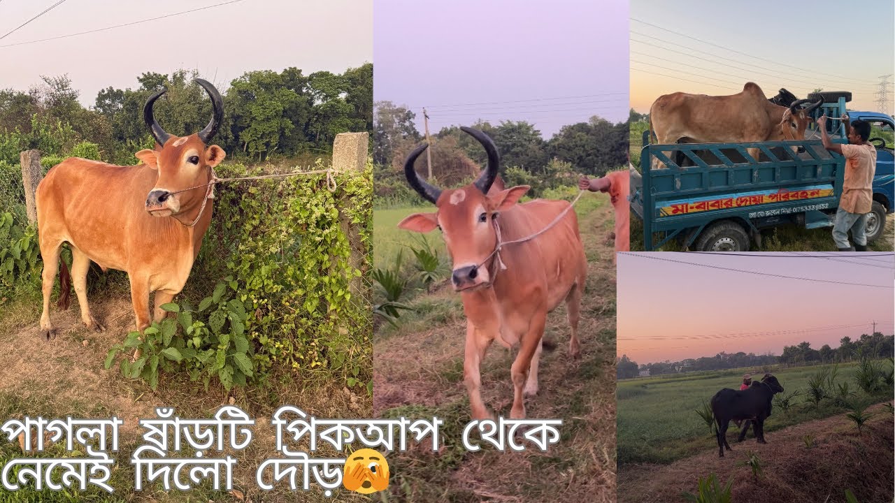 Alhumdulillah✌️২০২৬ সিজনের জন্য অনেক সুন্দর একটি বলদ ও একটি ষাঁড় গরু কিনলাম👌 