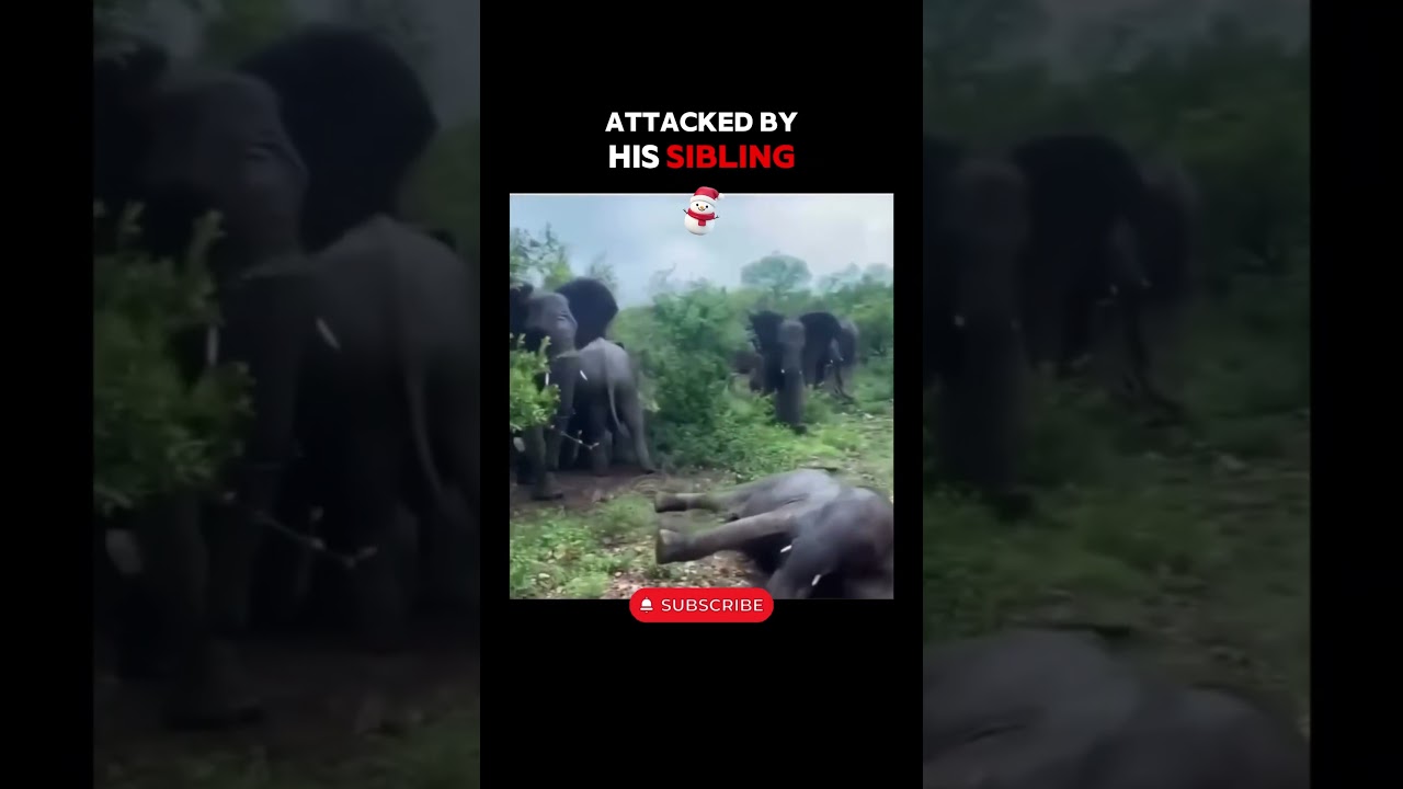 Невероятная сила спасения семьи слонов! 🐘🛡️ 