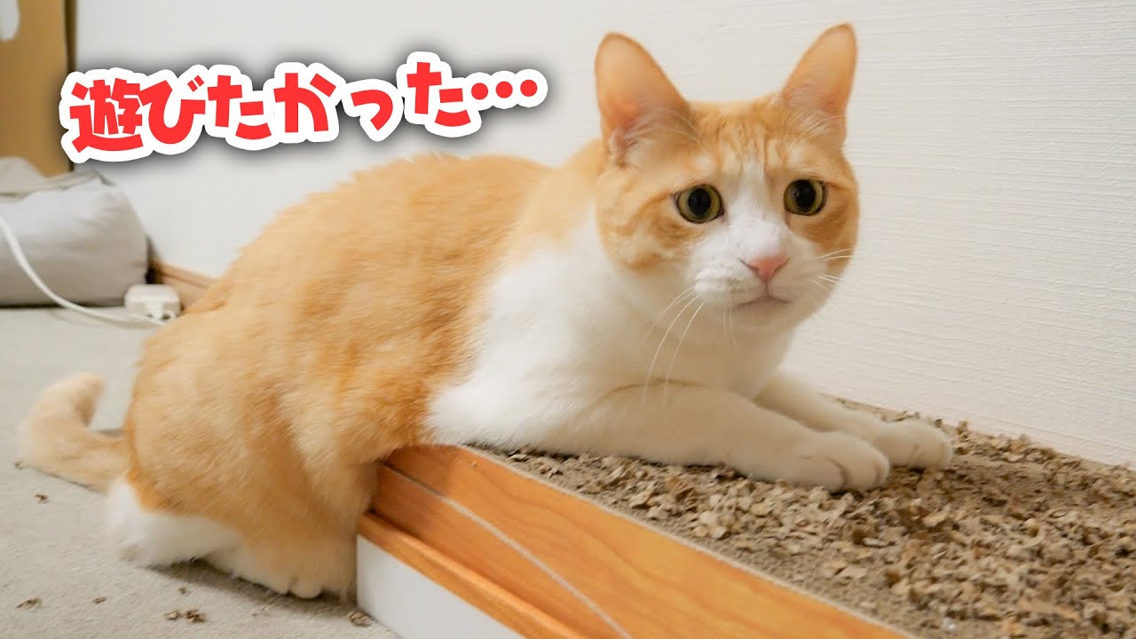 大好きなおもちゃで遊べなくてしょんぼりしてしまう猫の顔がこちらです…
