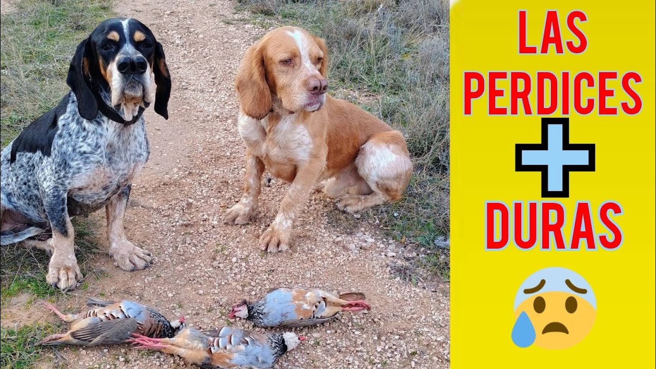 CAZAR LA PERDIZ BRAVA EN MONTES Y ASOMADAS// PACHON-PERRO PERDICERO.