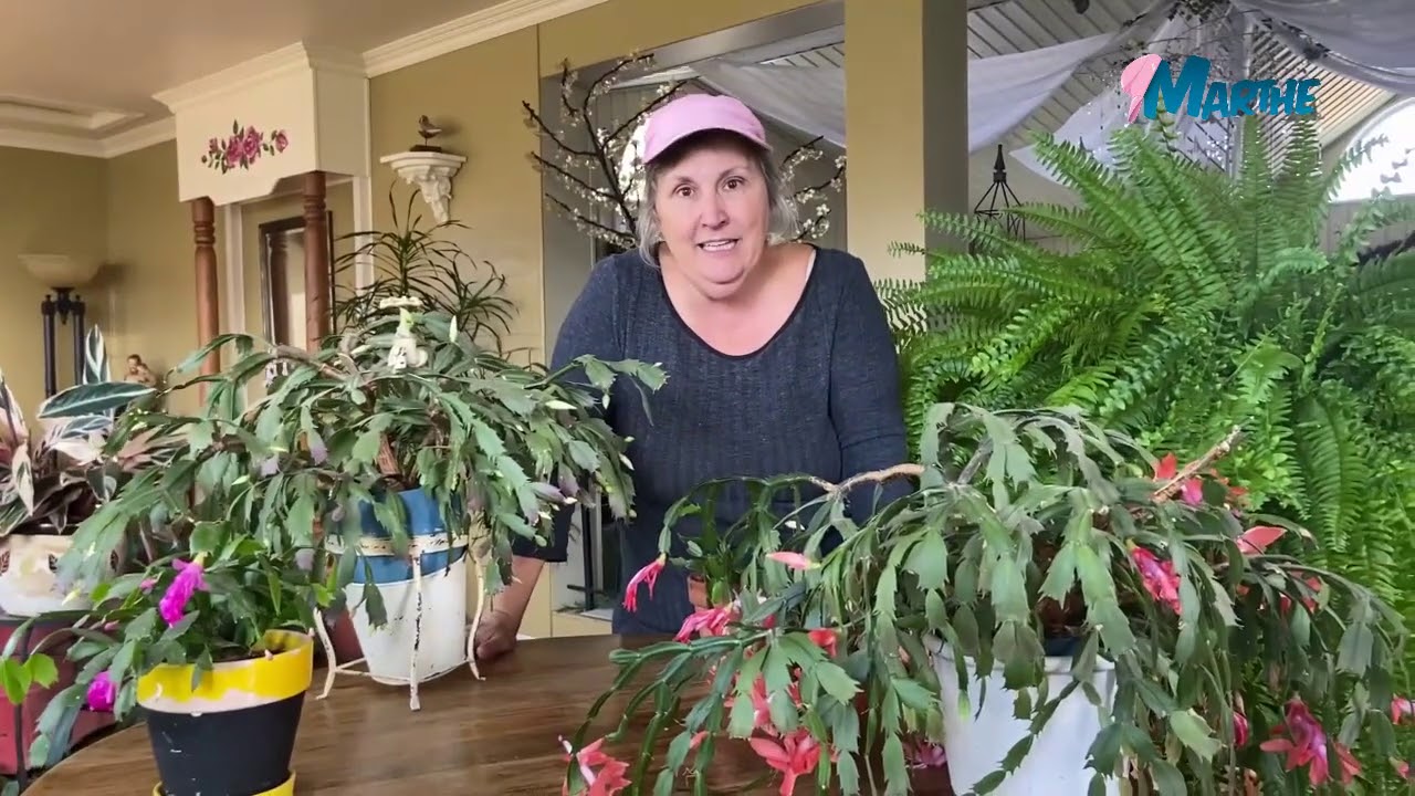 Comment faire fleurir les cactus de Noël? Marthe Laverdière - YouTube