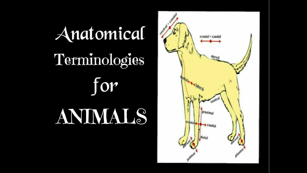 Descriptive anatomical terminologies of animals | first year Veterinary