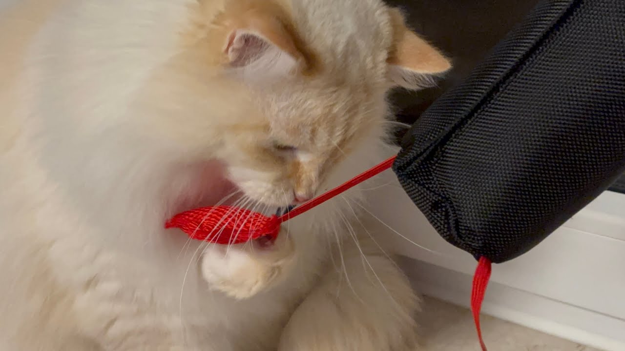 Agora eles vão ser boxeadores 🥊#cat #gatos #pets 