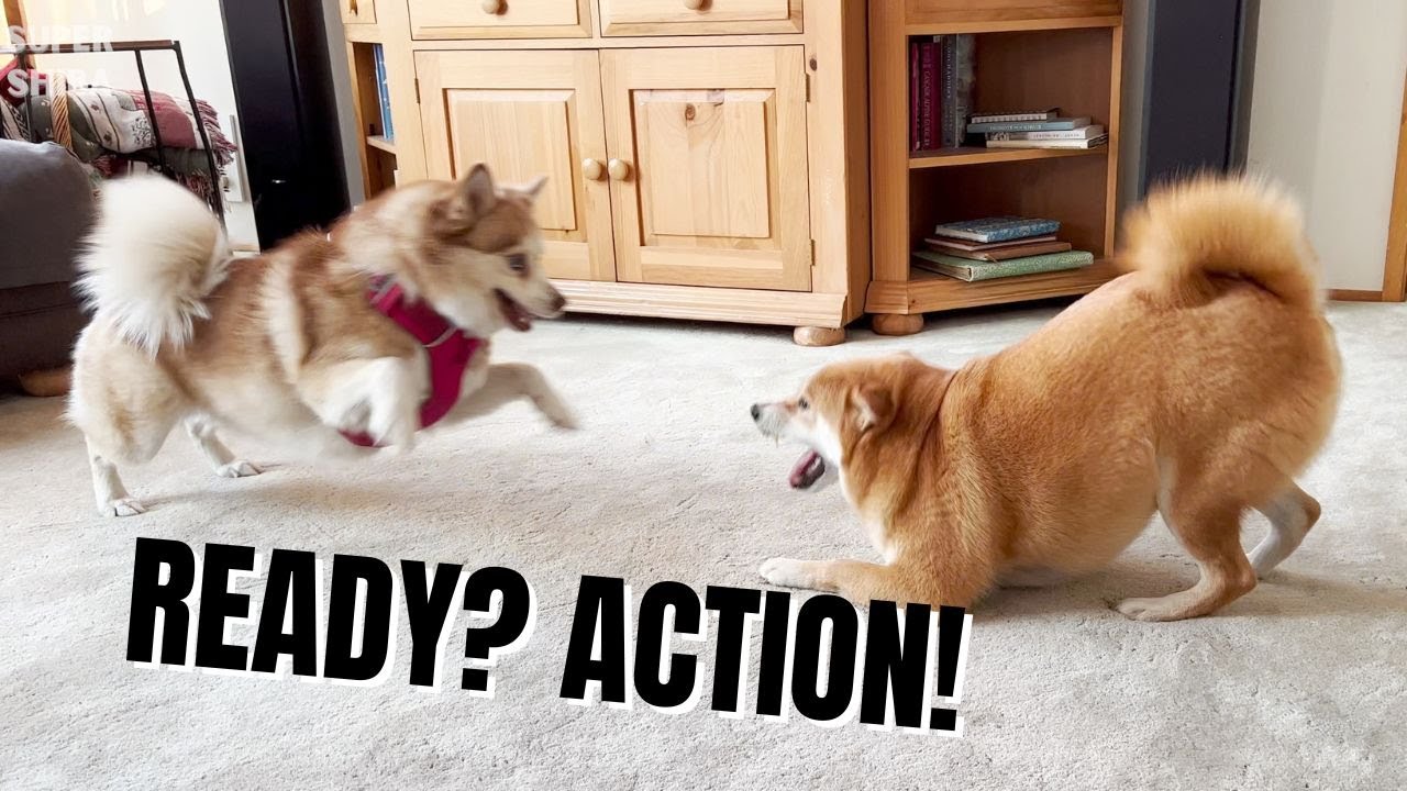 A Shiba Inu's Playdate with a Pomsky