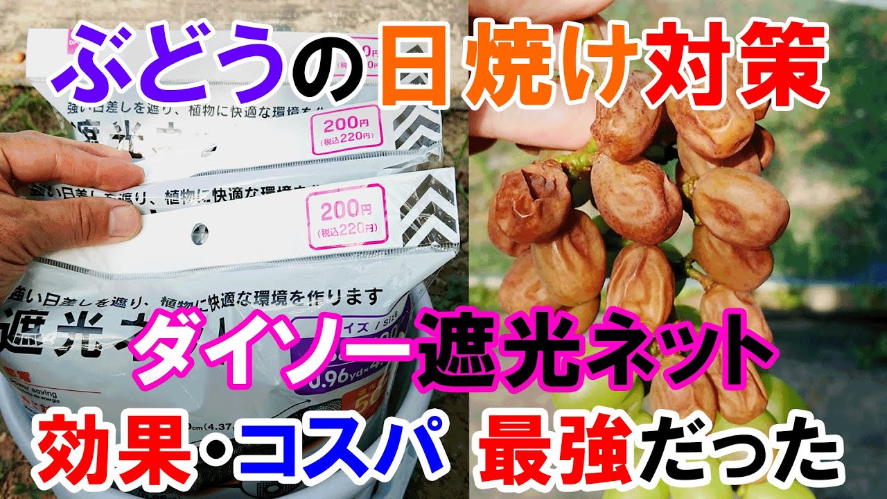 【ぶどうの日焼け対策】酷暑からぶどうを守れ！ ダイソーの遮光ネットが効果・コスパ共に最強でした