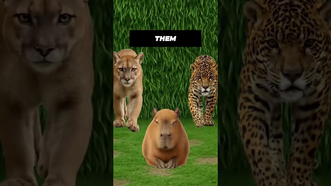 Why No One Attacks Capybaras 