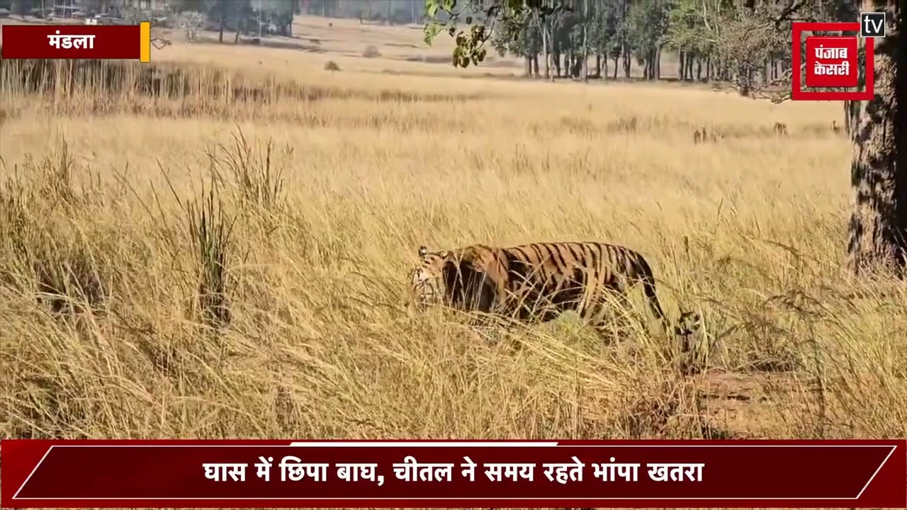 कान्हा टाइगर रिजर्व से वायरल हुआ रोमांचक वीडियो, बाघ और चीतल के बीच दिखा जंगल का असली रोमांच