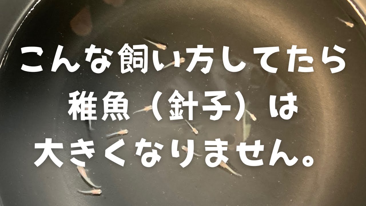針子や稚魚を早く大きくさせたい！その方法は？？