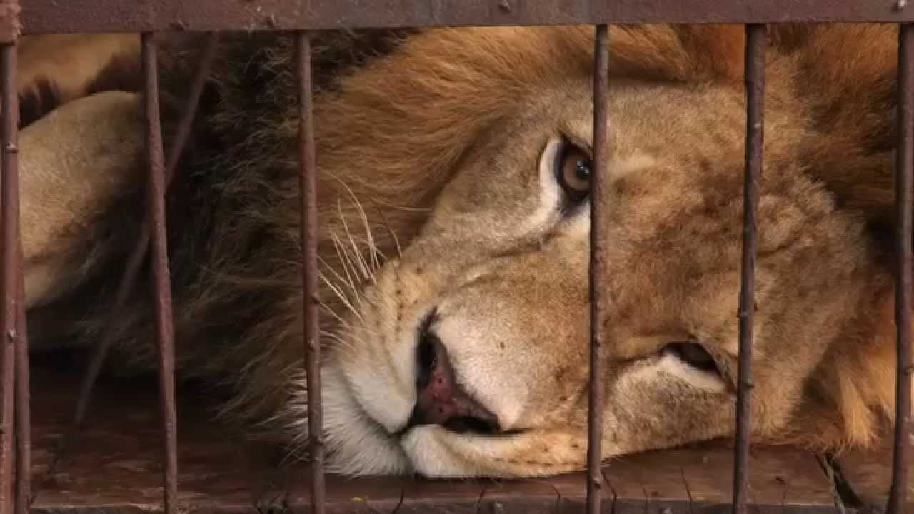 LION ARK Official Film Trailer 2014 Documentary HD