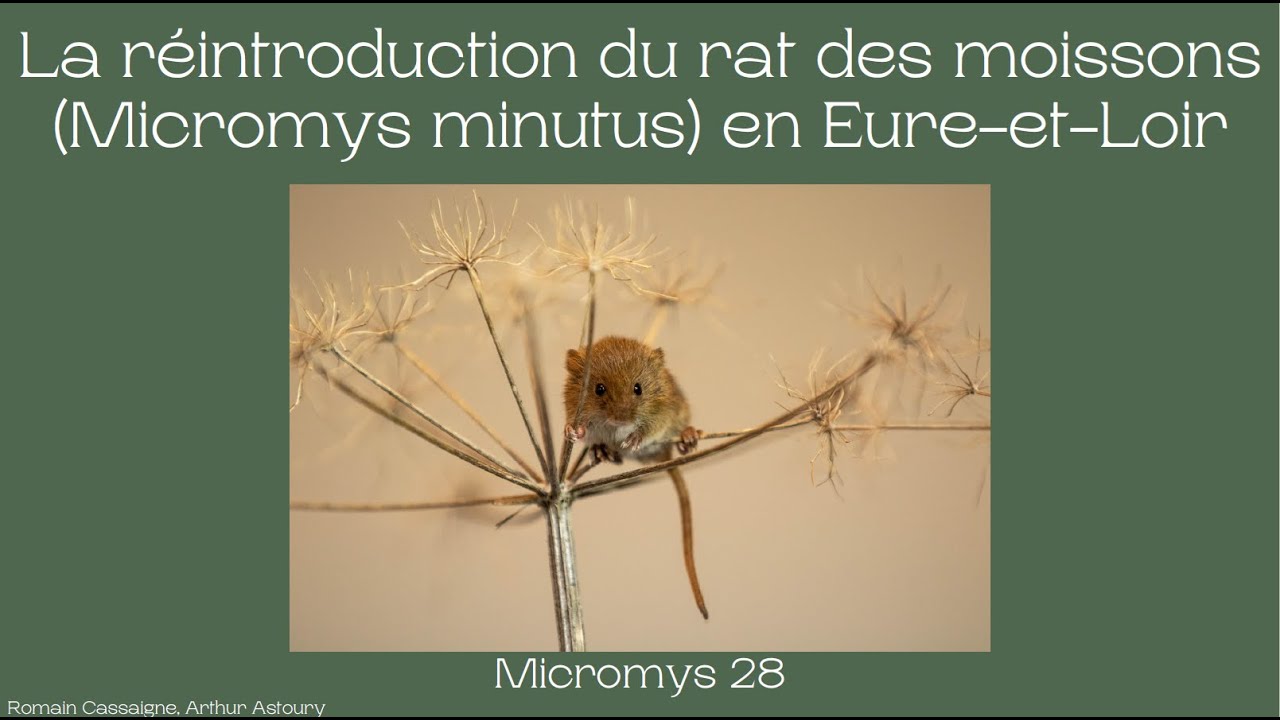 Arthur ASTOURY & Romain CASSAIGNE : Expériences de réintroduction de rats des moissons - 4RNPM