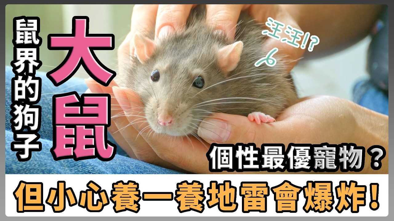 個性最棒的寵物鼠！  不只聽得懂指令還超親人~  寵鼠界的狗子－大鼠！  但飼養地雷也很大!?【不踩雷養鼠攻略】