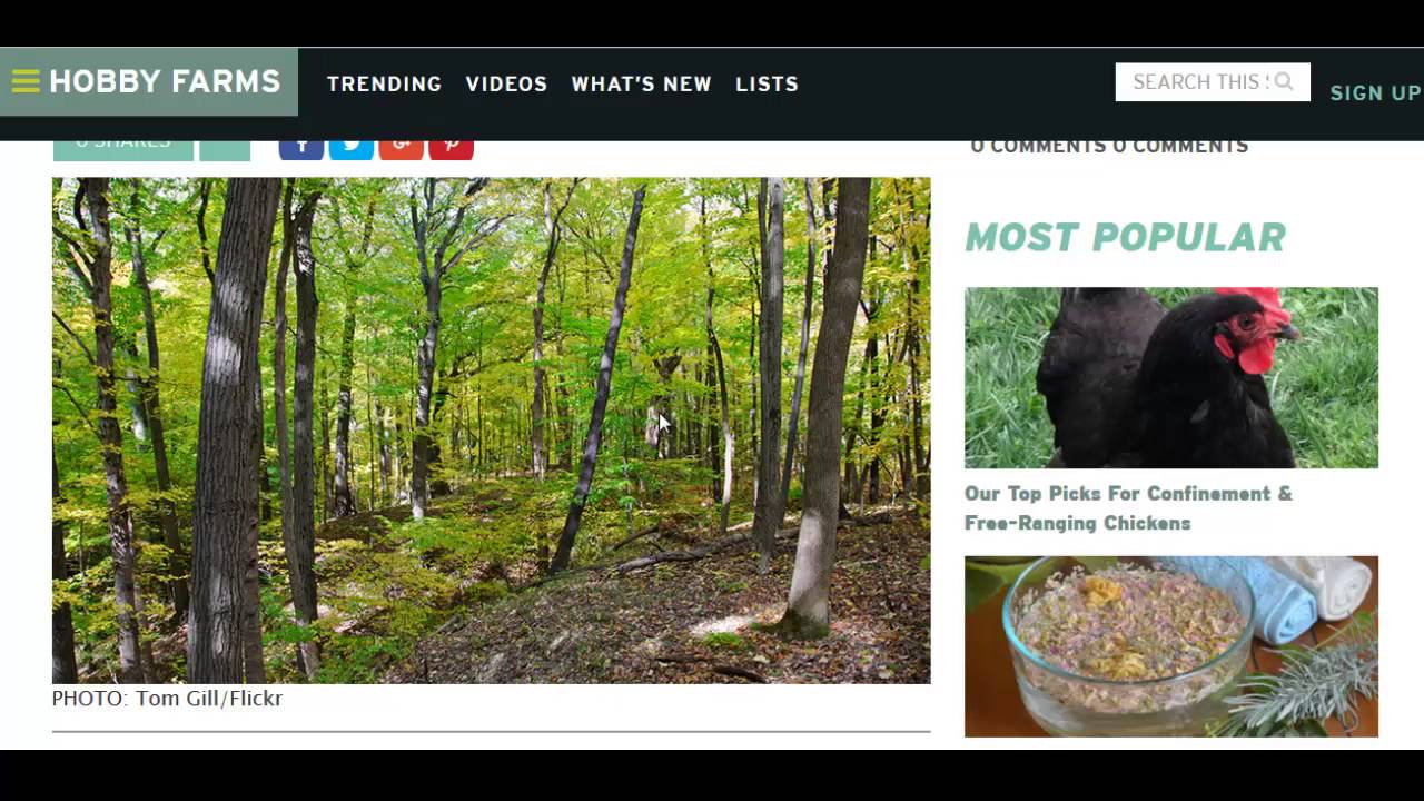Making Money From Sustainable Forestry