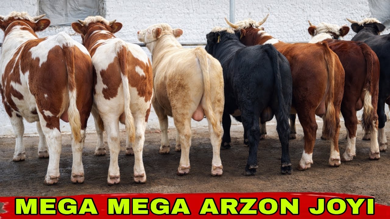 ZOYIRJON NARXLARNI KESKIN TUSHIRDI👍👍👍15 февраля 2026 г.