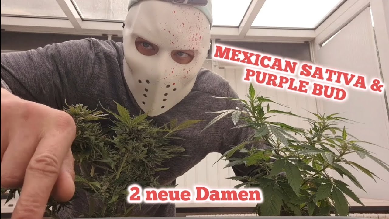 Klassiker & Experiment im Outdoor Grow🌱 - Mexican Sativa & Purple Bud 