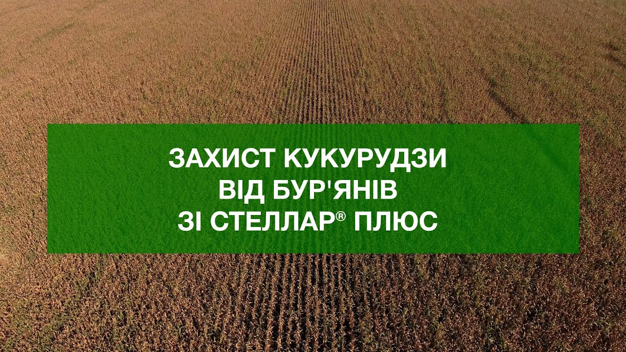 Захист кукурудзи від бур'янів препаратом Стеллар® Плюс компанії BASF.