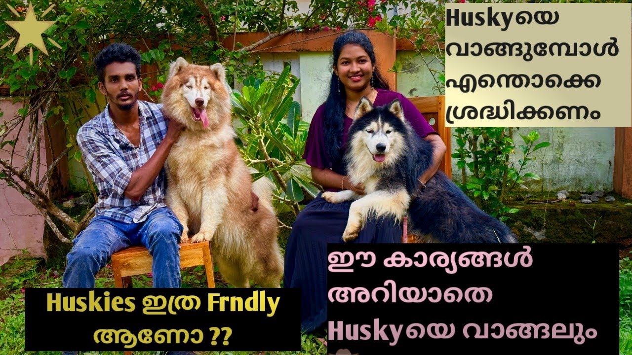 Huskyകളുടെ വീട്🏘️ ഈ  കാര്യങ്ങൾ അറിയാതെ Husky യെ വാങ്ങലും.. Huskies ഇത്ര Frndly ആണോ..#doglover #husky