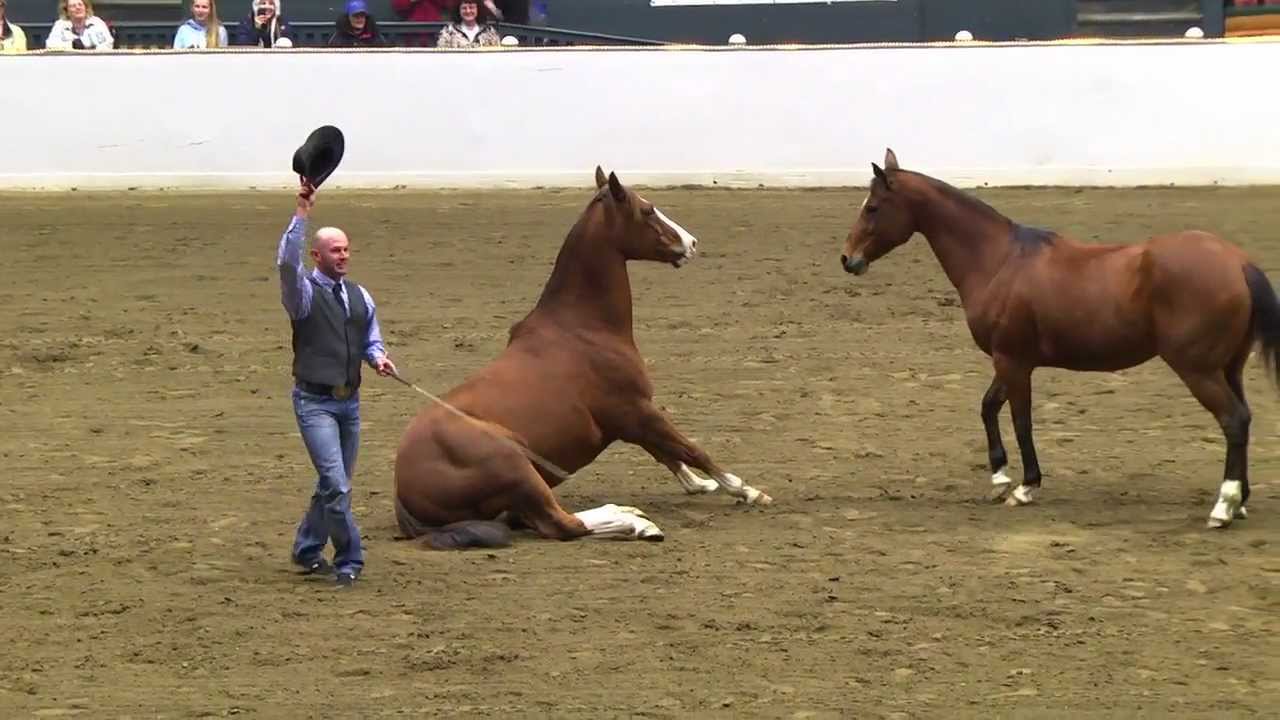Equine Affaire 2012 Fantasia - Double Dan Horsemanship