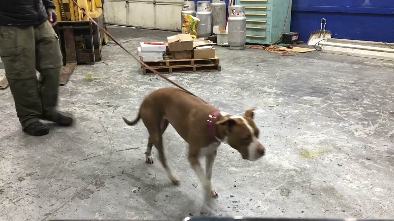 Rosie the Pit Bull has an Amazing Story