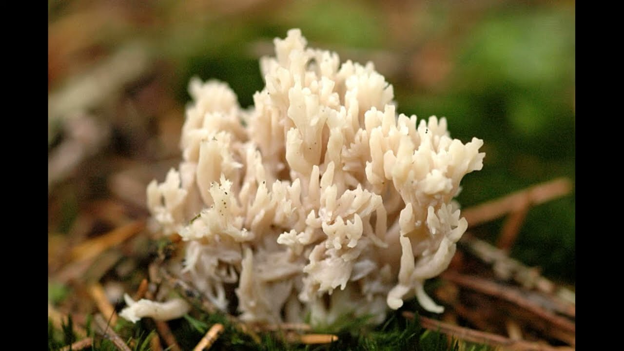Ramaria gracilis