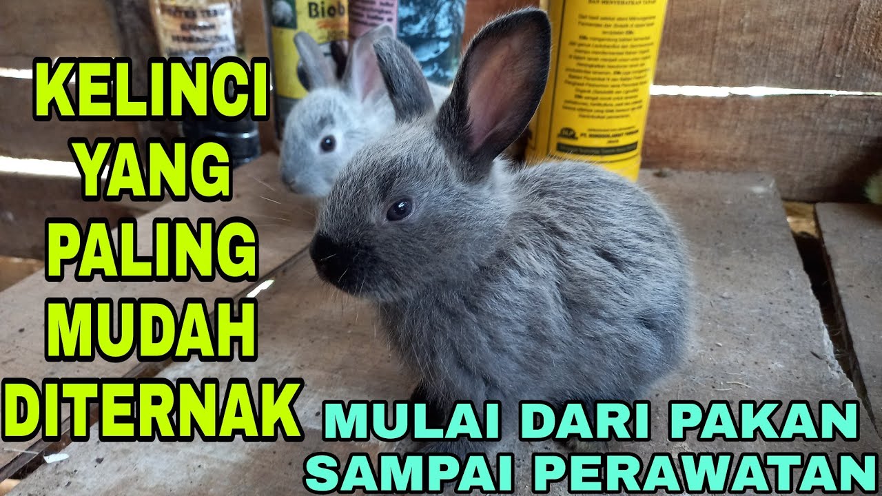 Jenis kelinci yang paling mudah di ternak