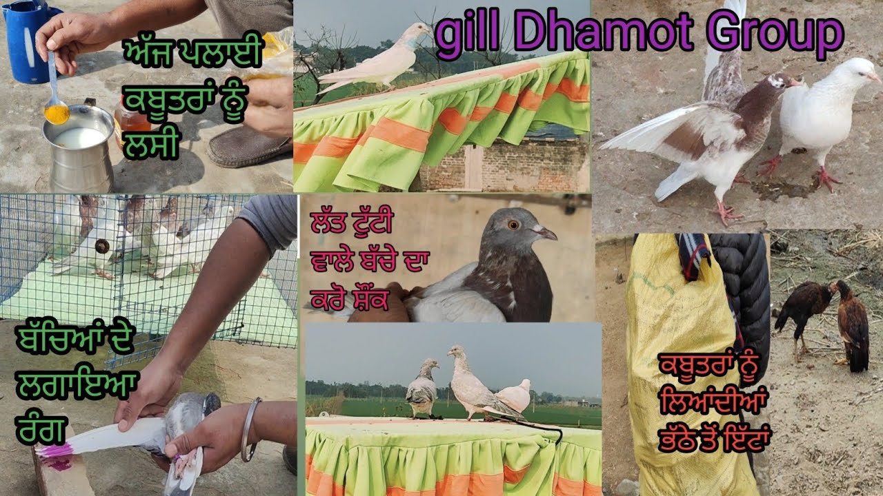 #ਗਿੱਲ ਧਮੋਟ ਗਰੁੱਪ ਬਲੋਗ 🕊️❣️