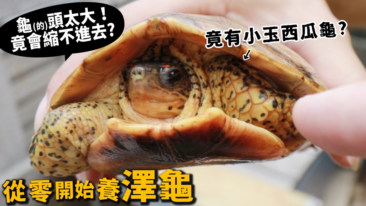 【從零開始養】澤龜!龜的頭太大居然會縮不進去?竟有小玉西瓜龜?【許伯簡芝】