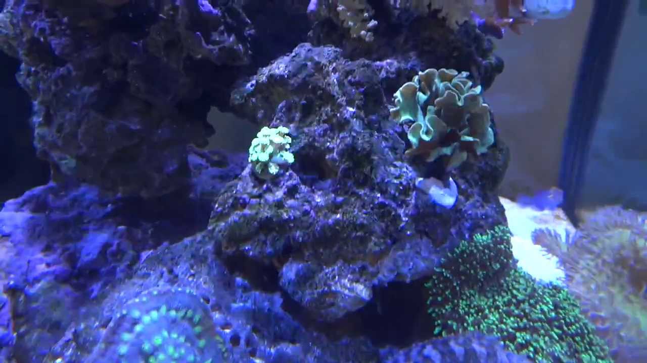 Kessil A360W on 60 Deep Blue Cube Saltwater Reef Aquarium Updated