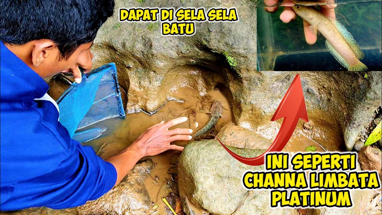 apa ini channa limbata platinum... BERBURU CHANNA LIMBATA di alam