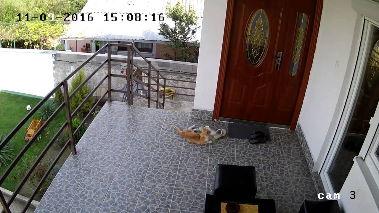Cat gets confused by an earthquake.