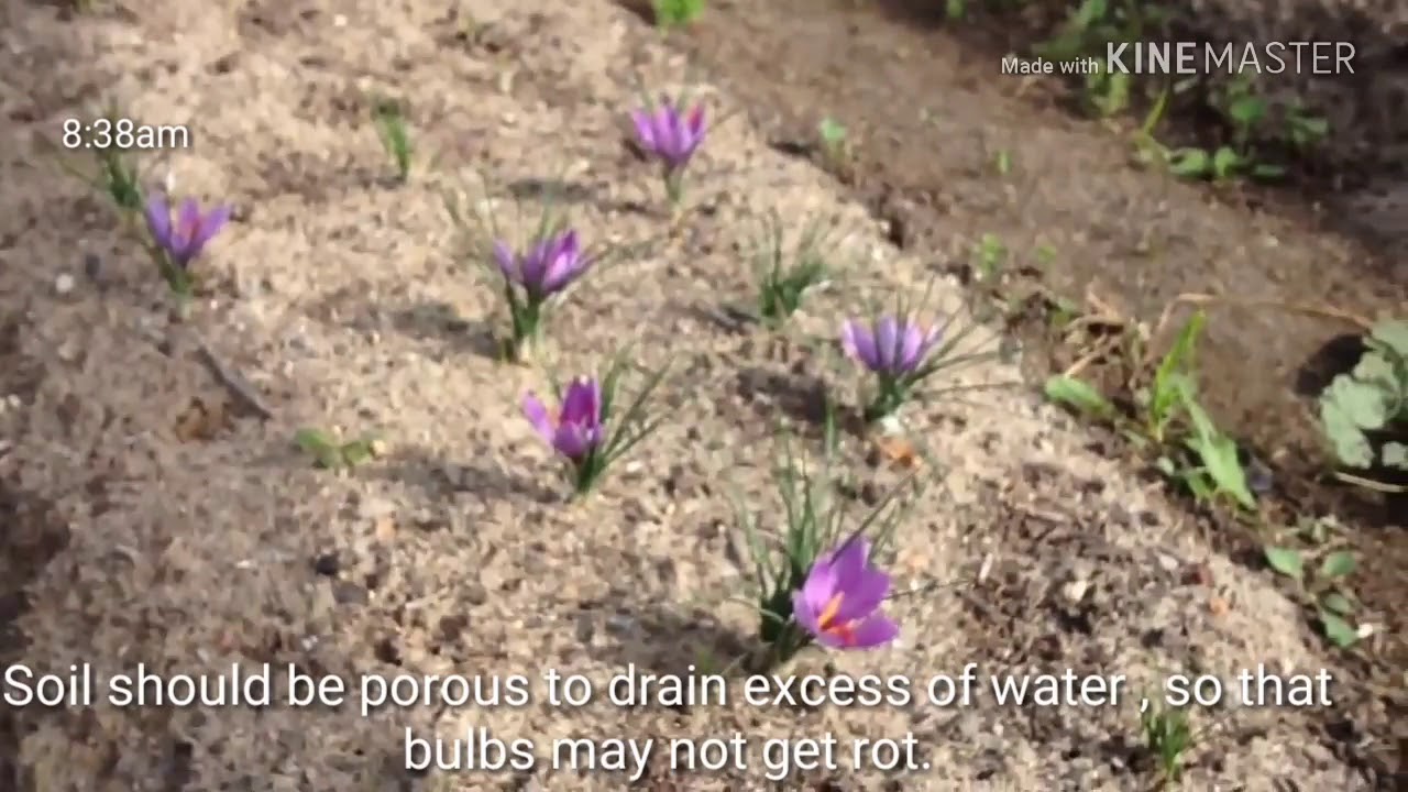 Saffron/Kesar in your garden  अपने बगीचे में कश्मीरी केसर उगाए ।