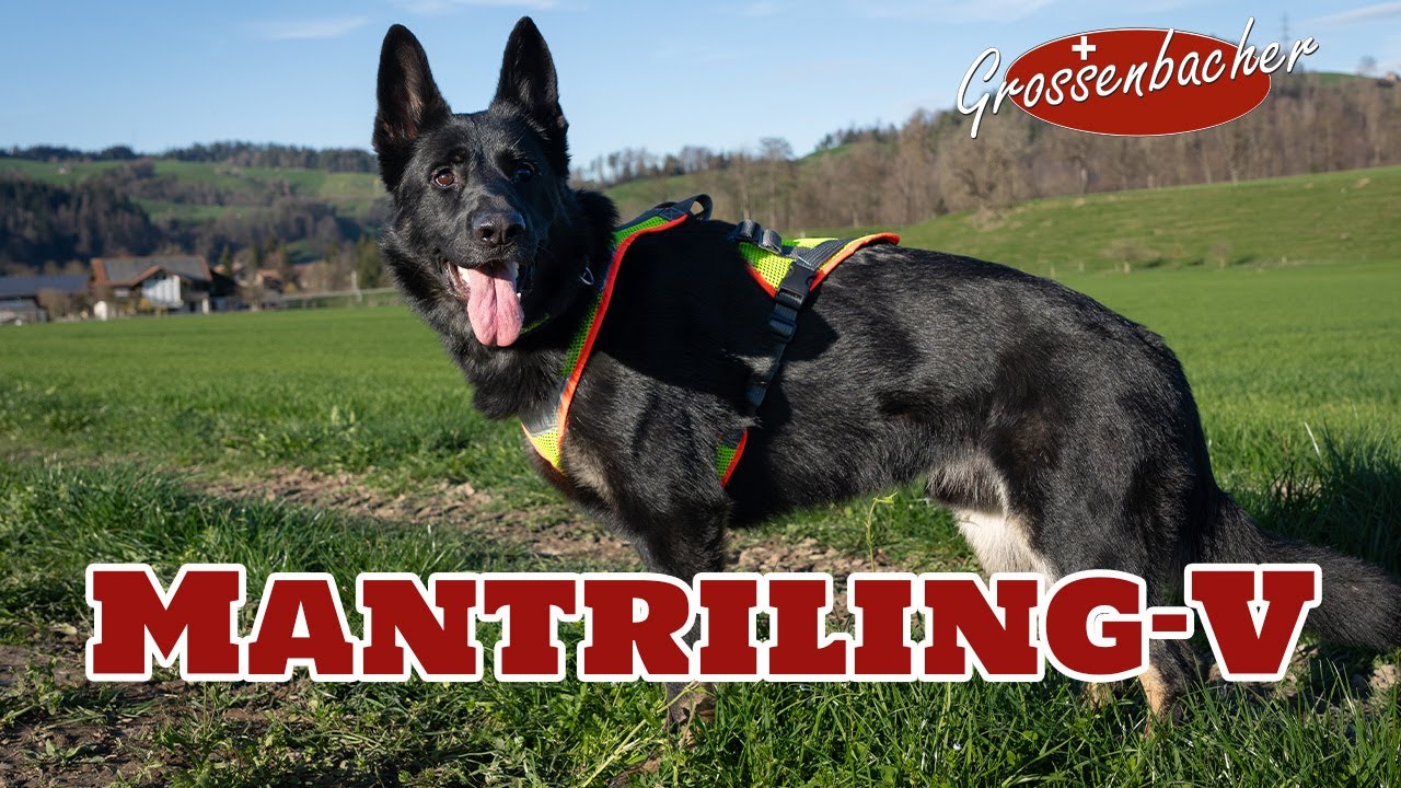 Erklärvideo Mantraing-V Geschirre Grossenbacher