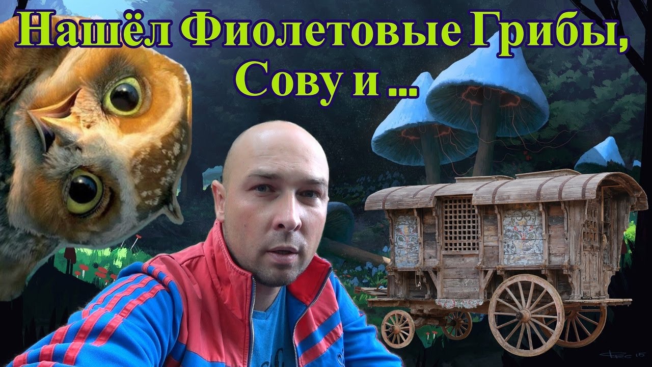 Собираю Грибы в Германии. Нашёл Сову и многое другое ! Откуда всё это здесь ?