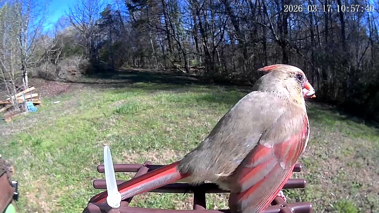 St. Patrick's Day 2026 bird feeder cam view