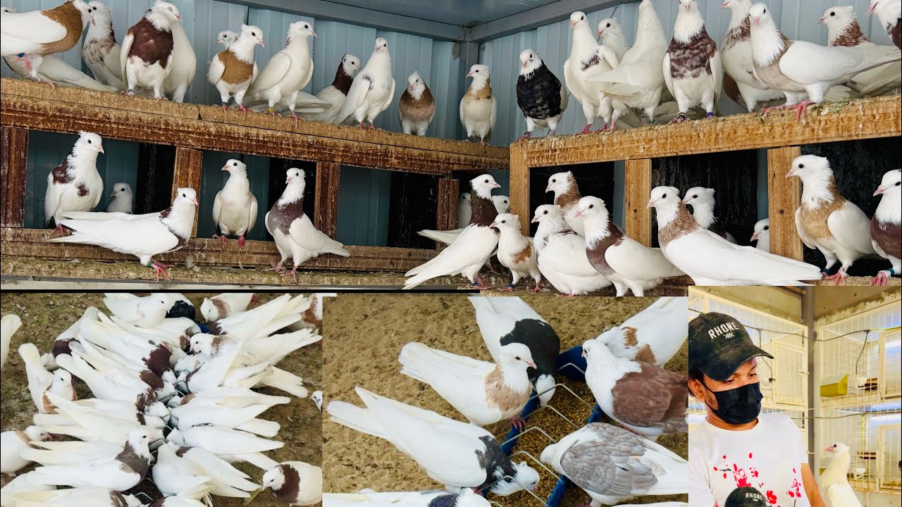 Amazing Pet Pigeons | My Pigeon Loft and Feeding Routine.  দারুণ দৃশ্য | উন্নত কবুতর পালন পদ্ধতি।