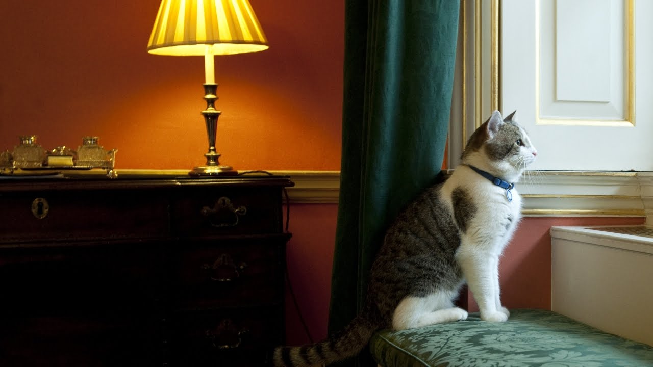 Beloved UK Cat 'Larry' Is Unmoved By Brexit Instability