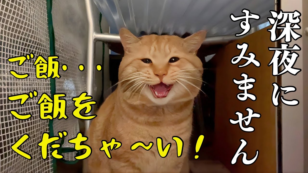 こんな野良猫初めて！強烈キャラの可愛すぎるボス猫に狙われて困っています