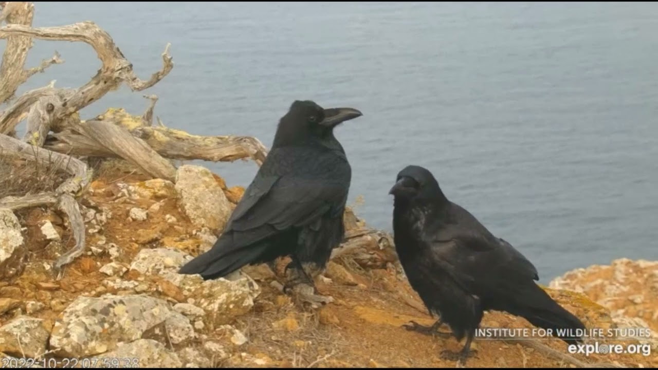West End Eagle Cam - AWWW ...RAVEN.. AFFECTION...UP CLOSE !. 💗.10/22/22