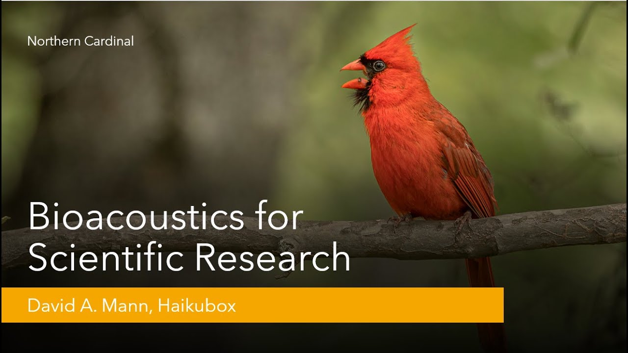 Haikubox Webinar: Using Bioacoustics for Scientific Discovery