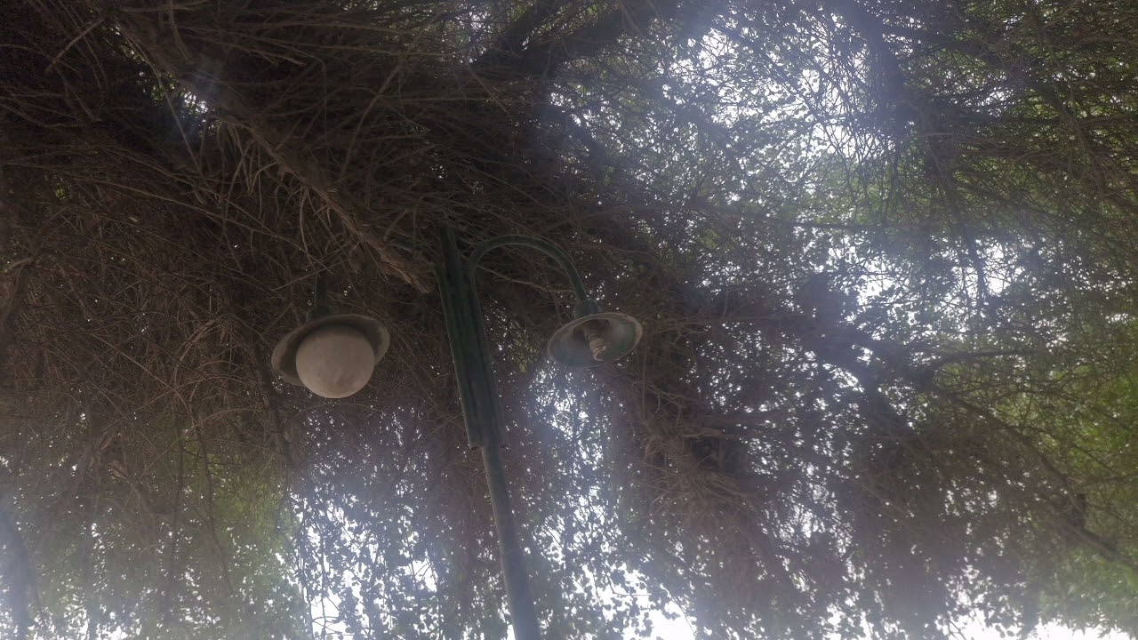 A quick one before the eternal worm devours baghdad