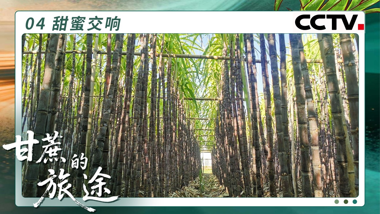 《甘蔗的旅途》04 甜蜜交响：甘蔗是缔结友情的纽带 沿着海上丝路跨越山海 穿越时光【CCTV纪录】