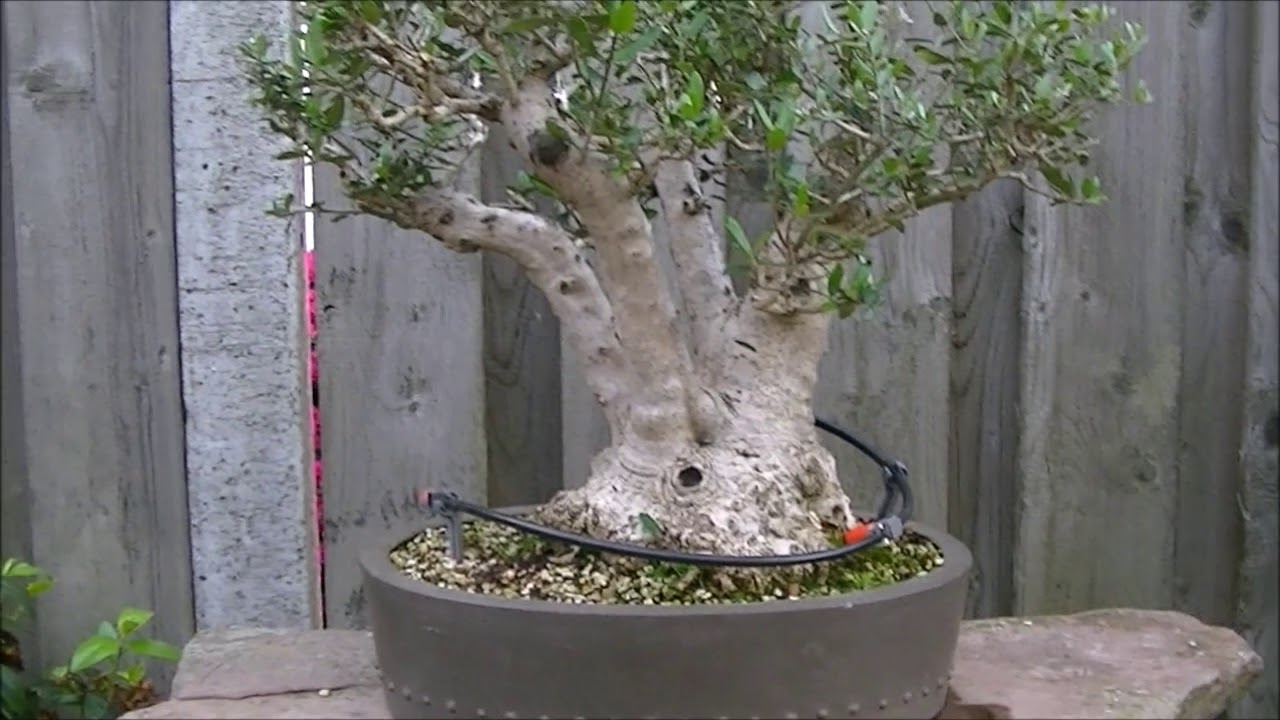 5 mei 2020, Bonsai Garden Derk Fleuren